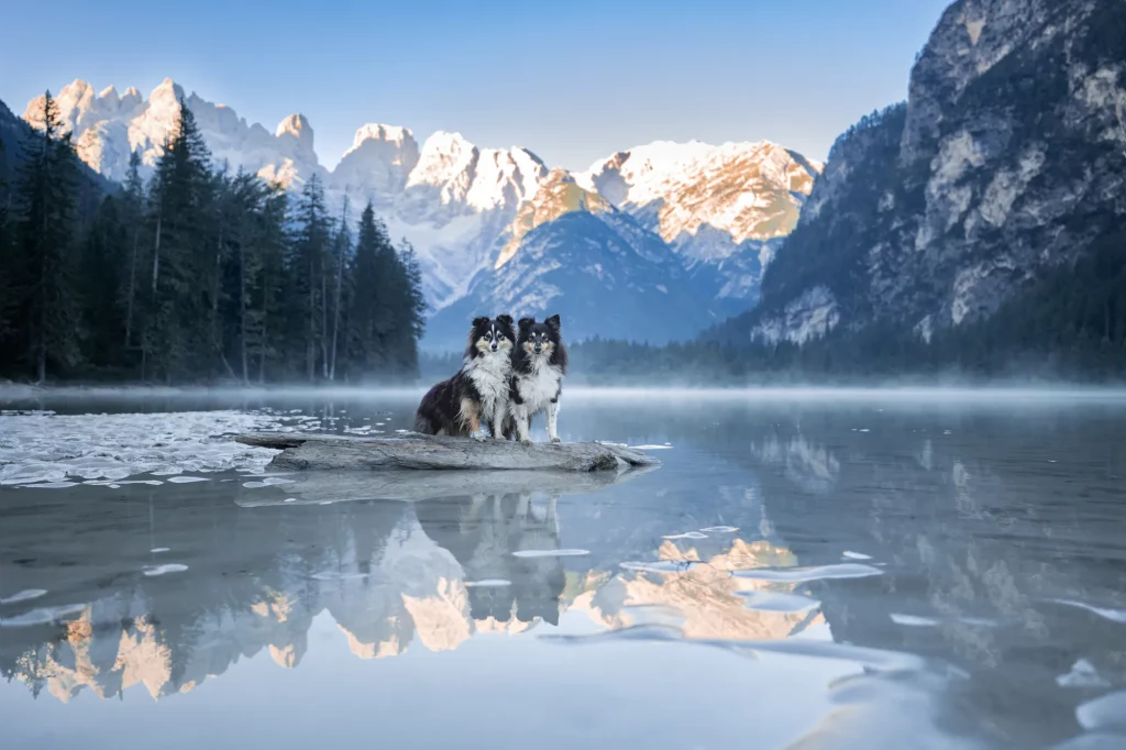 Hundefotos Dolomiten am See - Fotowanderung