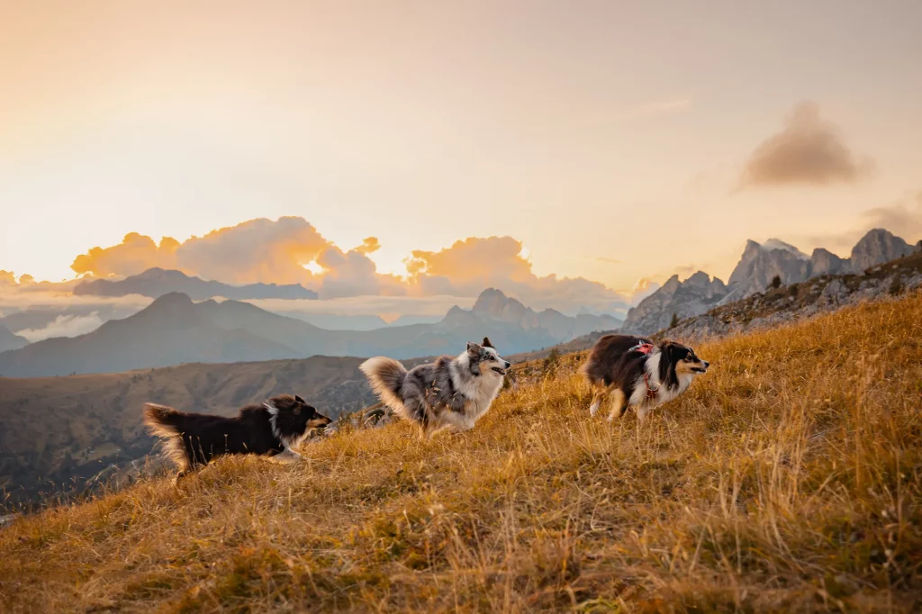 Fotoabenteuerwanderung Hund - Dolomiten Passo Giau
