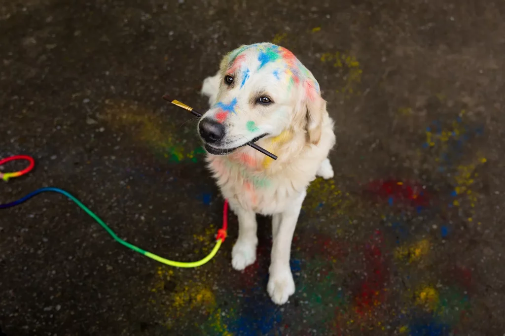 Holishooting Hund - Holi Shooting - Fotoshooting Hund