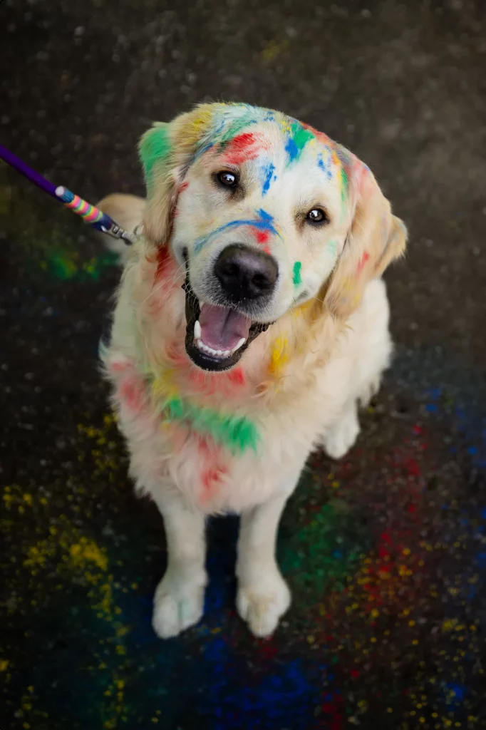 Holishooting Hund - Holi Shooting - Fotoshooting Hund