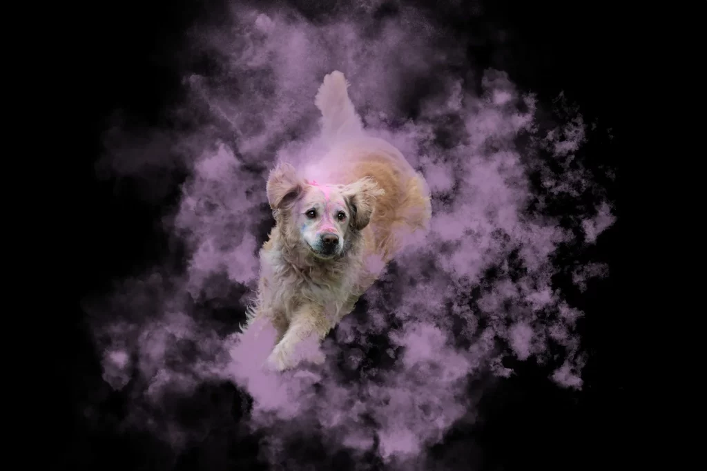 Holishooting Hund - Holi Shooting - Fotoshooting Hund