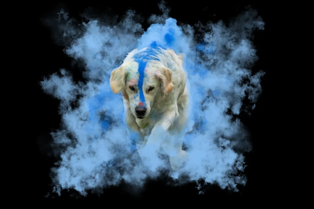 Holishooting Hund - Holi Shooting - Fotoshooting Hund