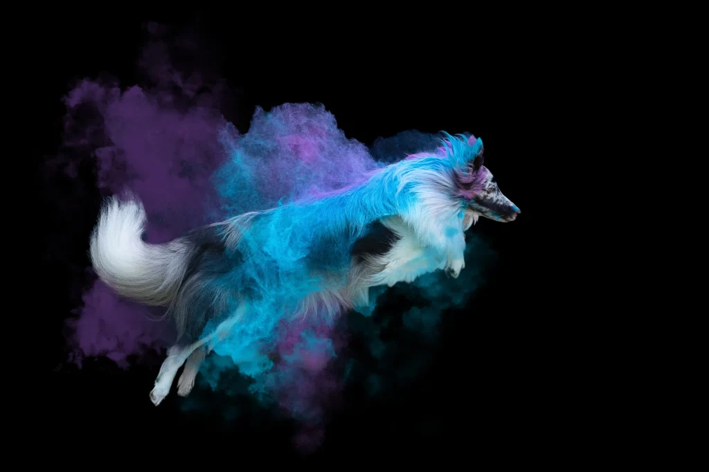Holishooting Hund - Holi Shooting - Fotoshooting Hund