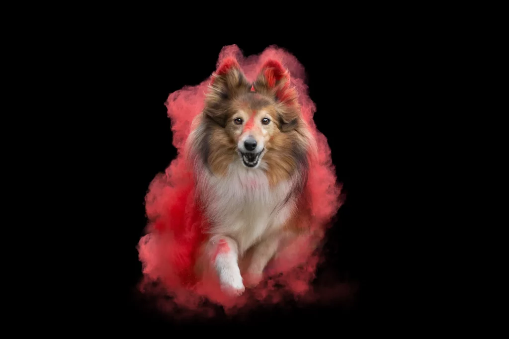 Holishooting Hund - Holi Shooting - Fotoshooting Hund