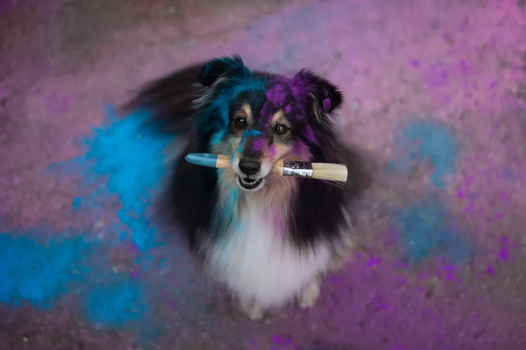 Holishooting Hund - Holi Shooting - Fotoshooting Hund