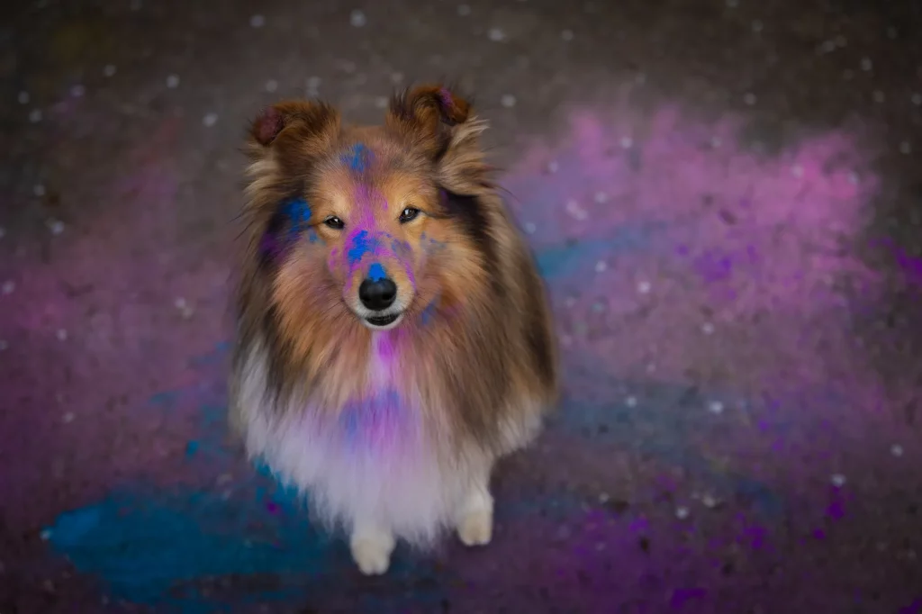 Holishooting Hund - Holi Shooting - Fotoshooting Hund