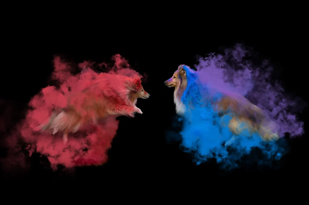 Holishooting Hund - Holi Shooting - Fotoshooting Hund