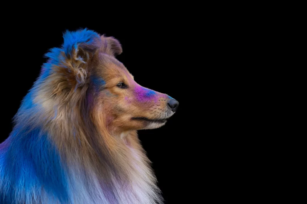 Holishooting Hund - Holi Shooting - Fotoshooting Hund