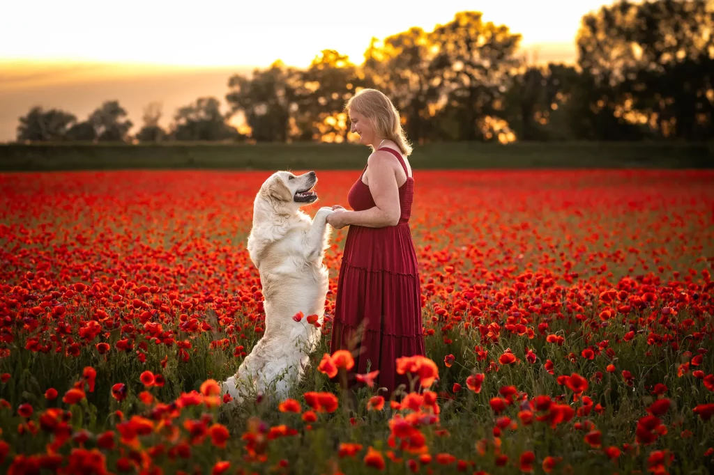 Hundeshooting - Mohnblumenshooting - Mohnshooting Hund