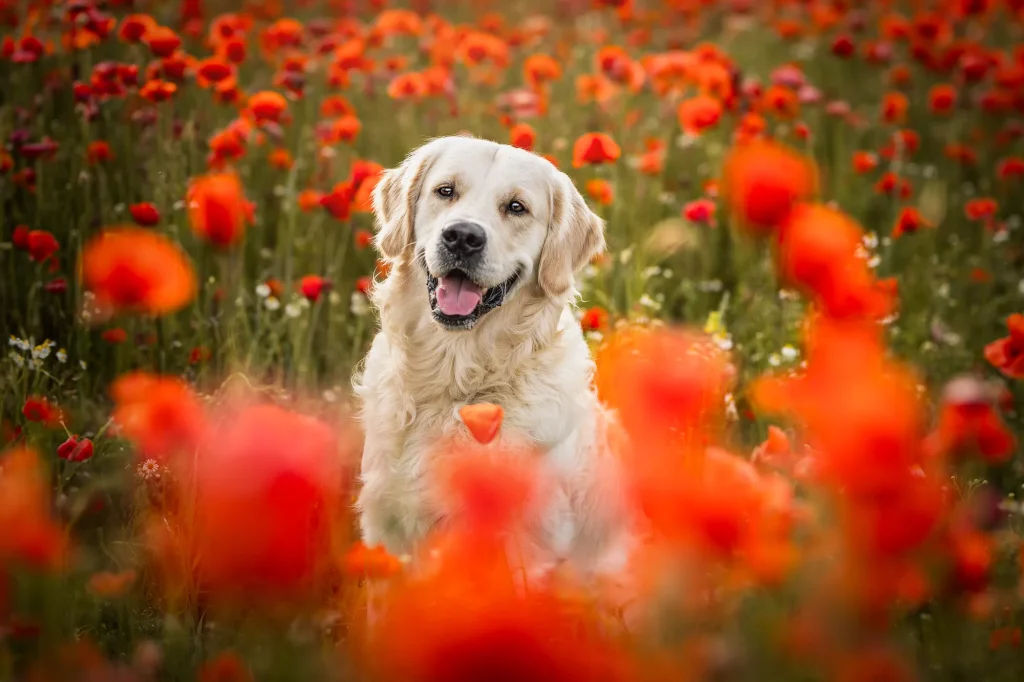 Hundeshooting - Mohnblumenshooting - Mohnshooting Hund