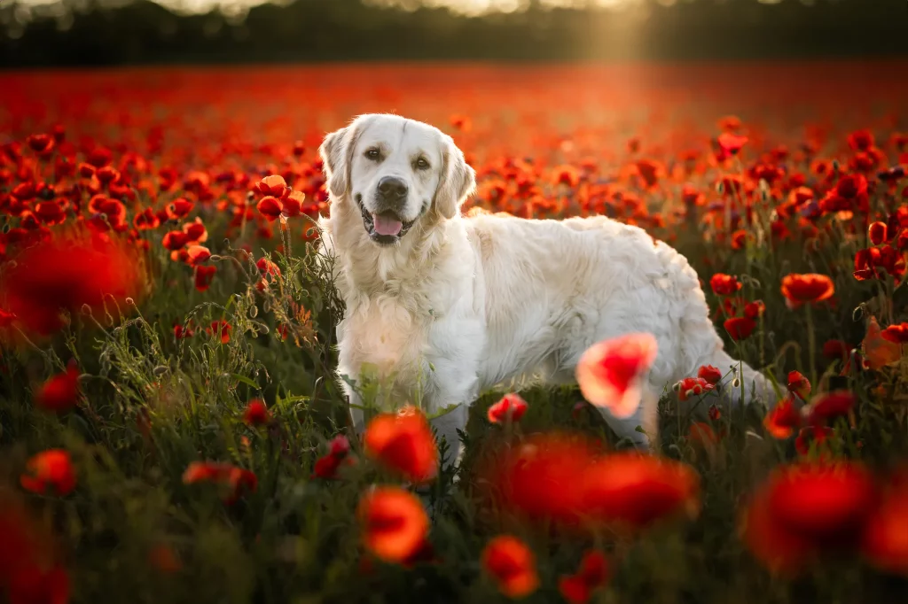 Hundeshooting - Mohnblumenshooting - Mohnshooting Hund