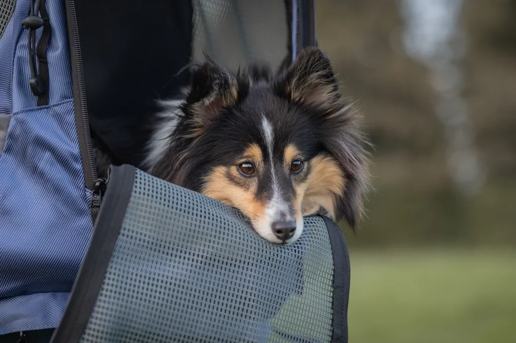 Wandern mit Hund - Wanderpfote - Hundewanderrucksack