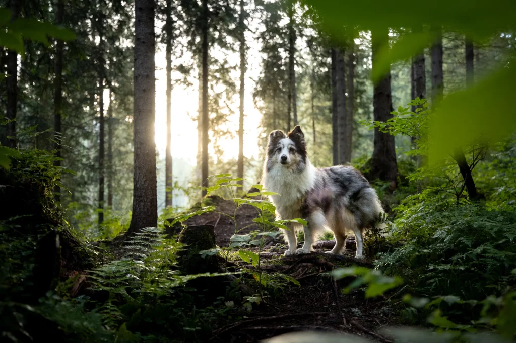 Fotoshooting mit Hund im Wald, Heilkraft der Natur Hund