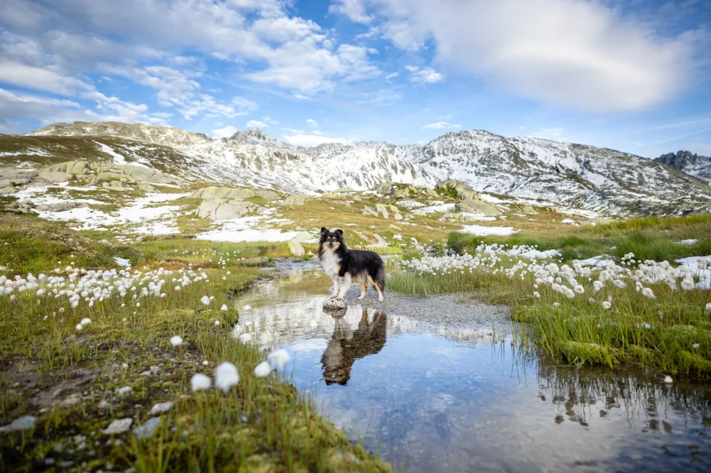 Wandern mit Hund in der Schweiz am Grimselpass, Fotoshooting mit Hund am Grimselpass