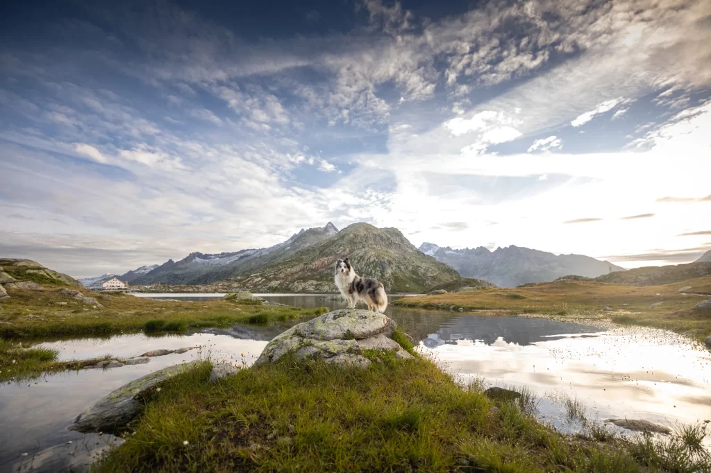 Wandern mit Hund in der Schweiz am Grimselpass, Fotoshooting mit Hund am Grimselpass