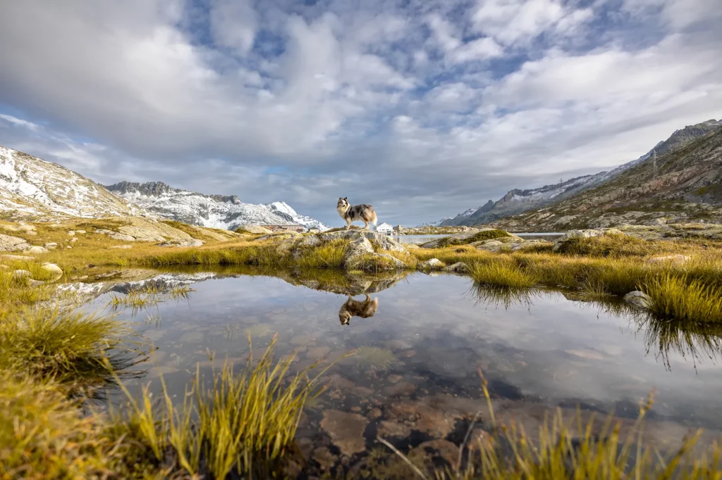 Wandern mit Hund in der Schweiz am Grimselpass, Fotoshooting mit Hund am Grimselpass