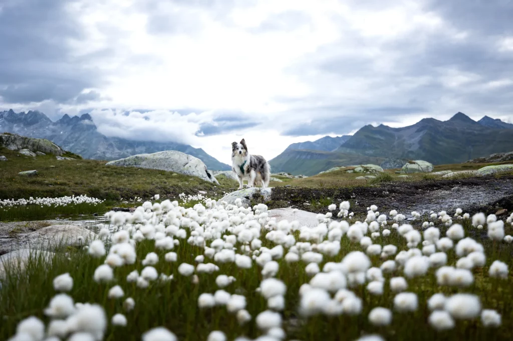 Fotoshooting mit Hund in der Schweiz am Grimselpass mit Wollgras