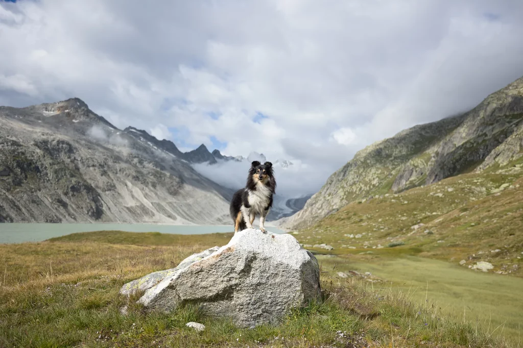 Gletscherwanderung mit Hund in der Schweiz, einmaliges Fotoshooting mit Hund am Gletscher