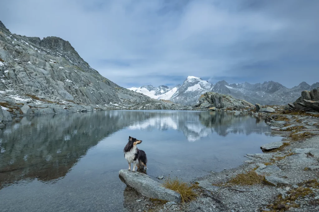 Fotoshooting mit Hund am Gletschersee in der Schweiz