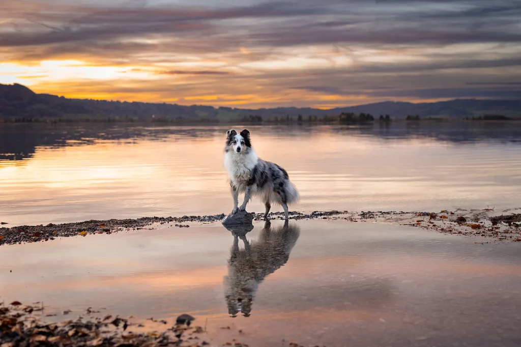 Zauberhaftes Sonnenaufgangsfoto am Wolfgangsee mit Hund, Hundefotografie