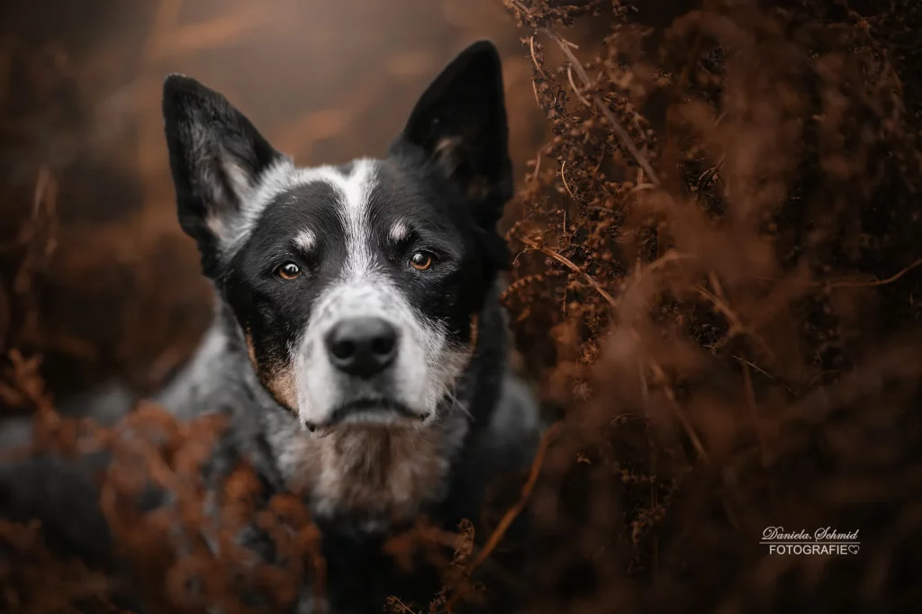Traumhafte Hundebilder im Herbst am Dreisessel