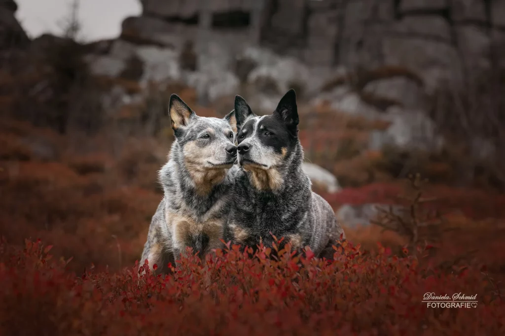 Prächtige Herbstfarben bei Fotoshooting mit Hund am Dreisessel
