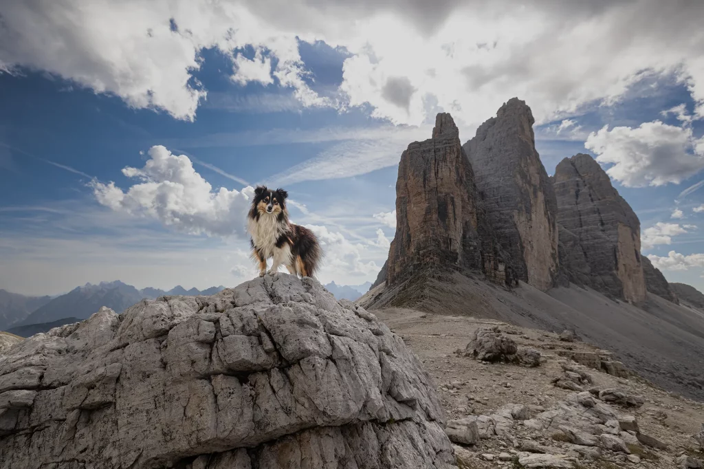 Hundefotografie bei den drei Zinnen in Südtirol, Sheltie Fotografie