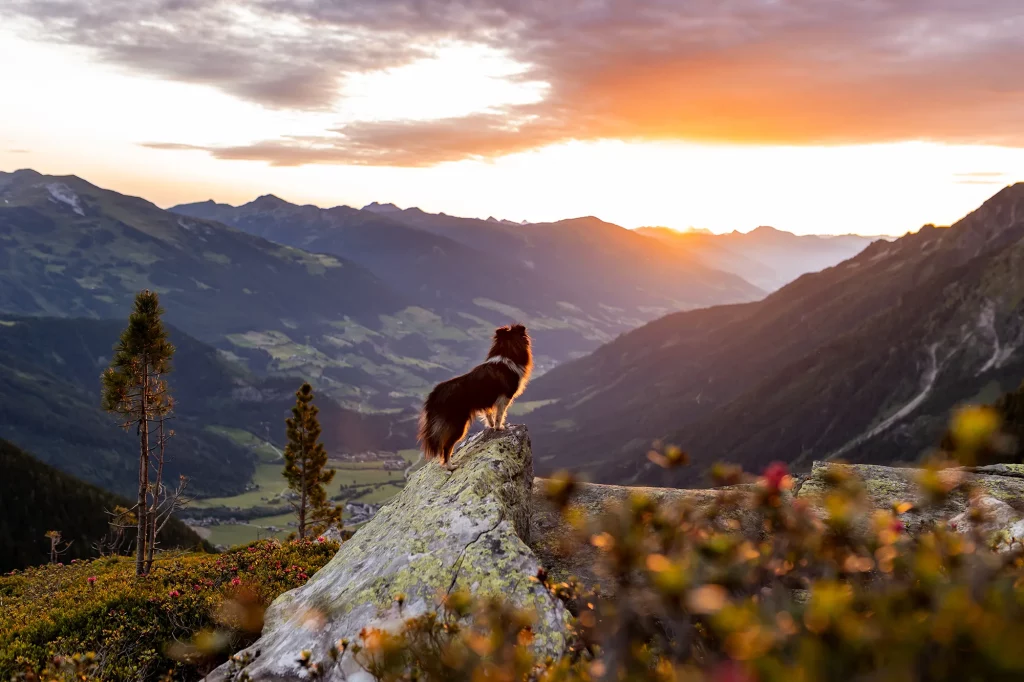Wunderschöner Sonnenaufgang mit Hund in Krimmel Österreich, Fotoshooting