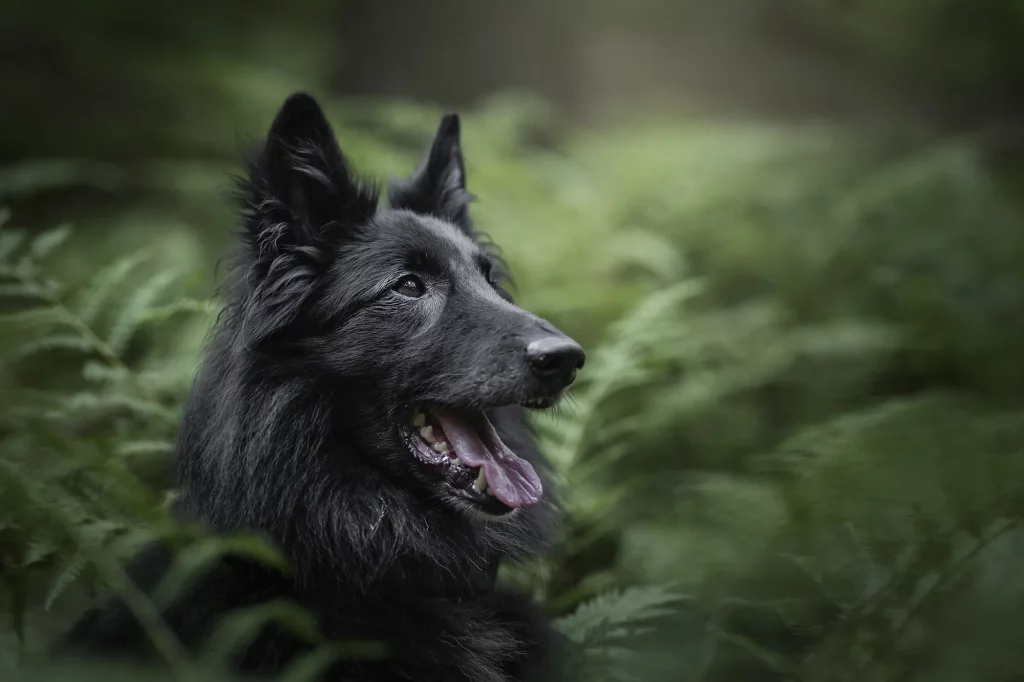 Urlaub in den Alpen, hohe Tauern, professionelles Bild von Hund im Wald, rauriser Urwald