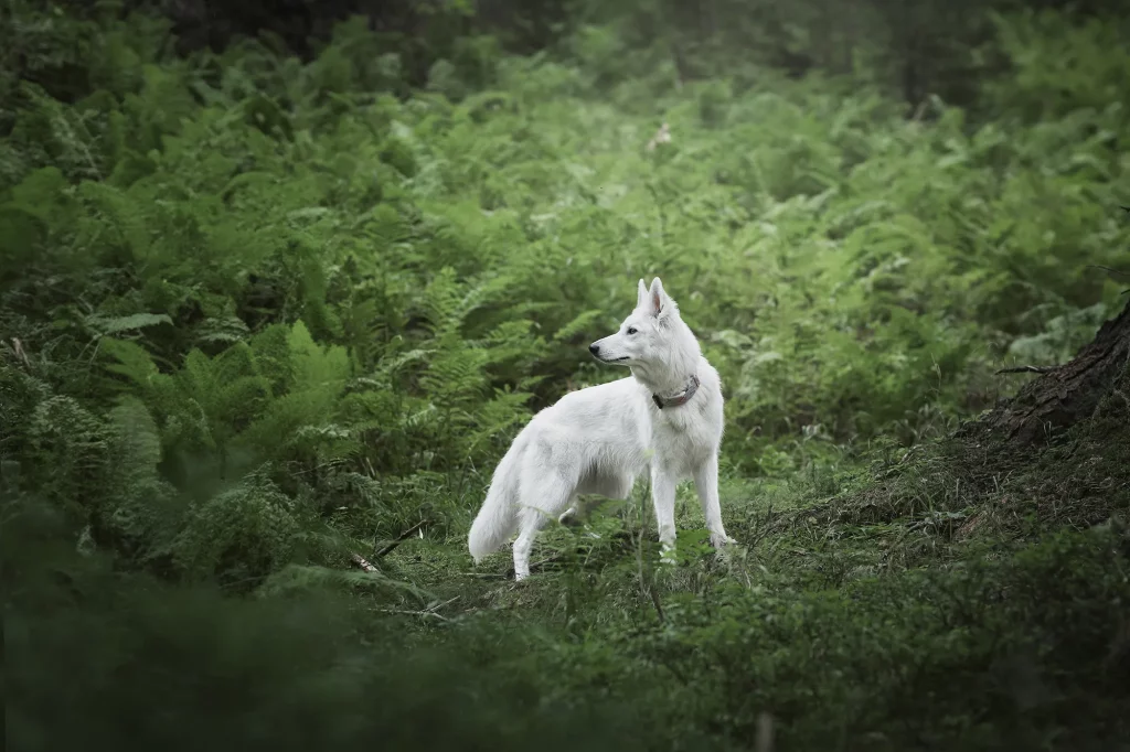 Fotowanderung, Wanderung mit Hund im Salzburger Land, Rauriser Urwald in Kolm Saigurn