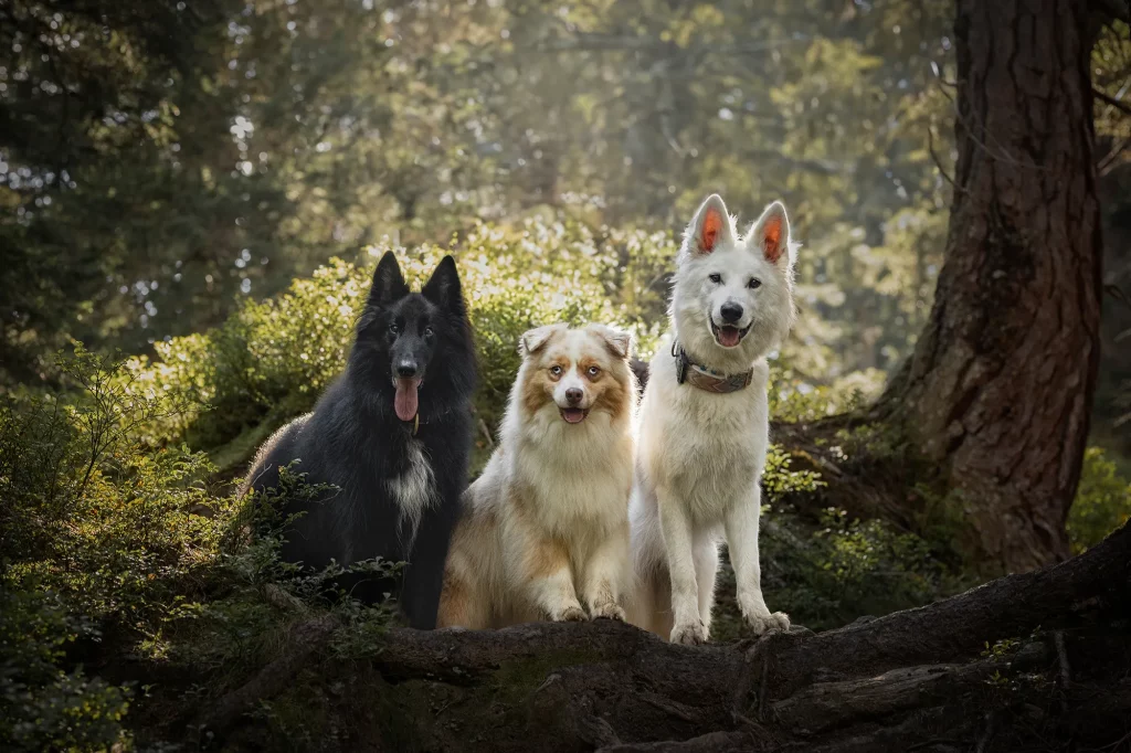 Im Naturjuwel rauriser Urwald, wunderschönes Bild von Hunden mit Morgensonne, professionelle Bilder, Fotografie