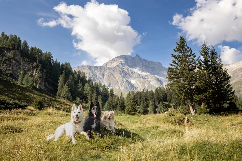 Naturjuwel hohe Tauern, Fotowanderung in den Alpen, Rauristal, Salzburger Land, Tierfotografie