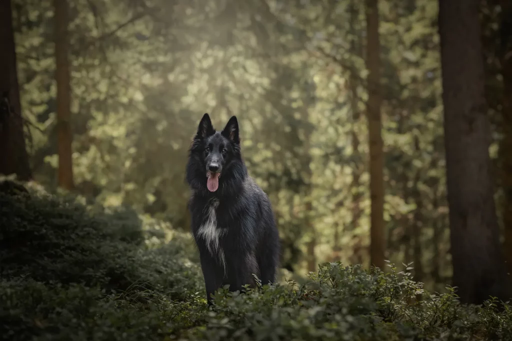 Wunderschönes professionelles Bild von Hund im Morgenlicht im rauriser Urwald, Fotowanderung, Tierfotografie
