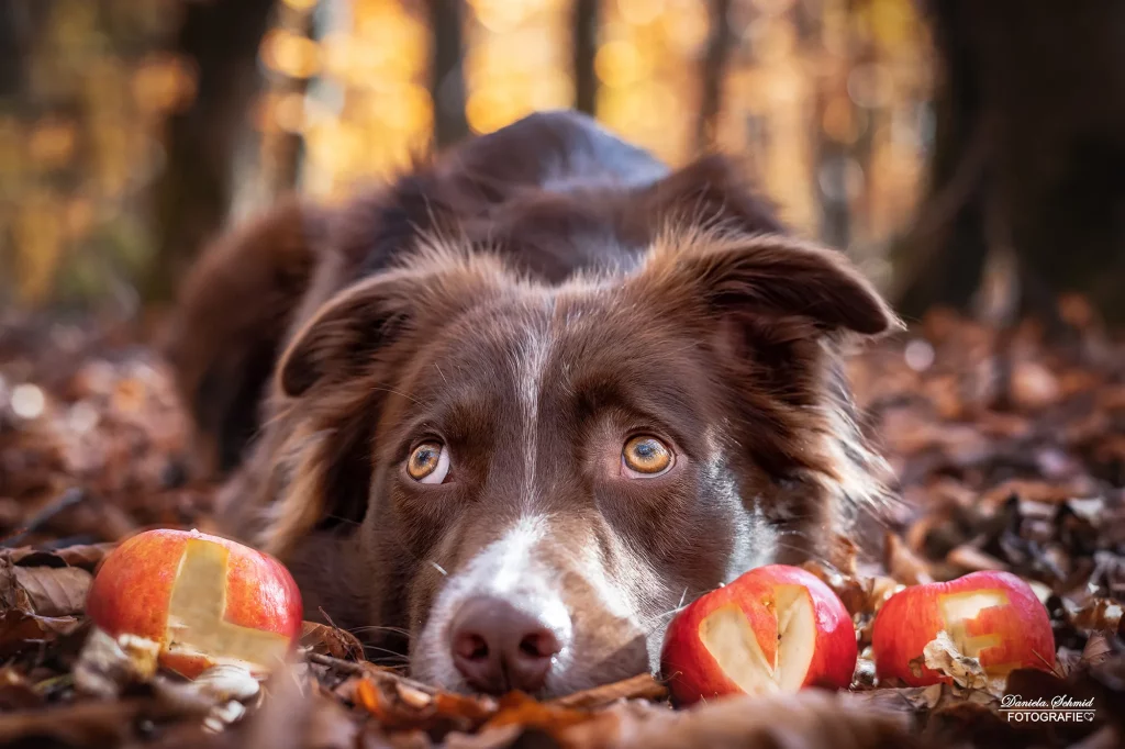 Schönes buntes Herbstlaub, Fotoshooting von Hund am Dreiburgensee