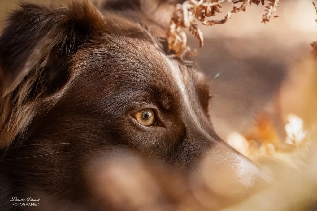 Sehr schönes Portraitbild von Hund im Herbst im Landkreis Passau, Dreiburgensee