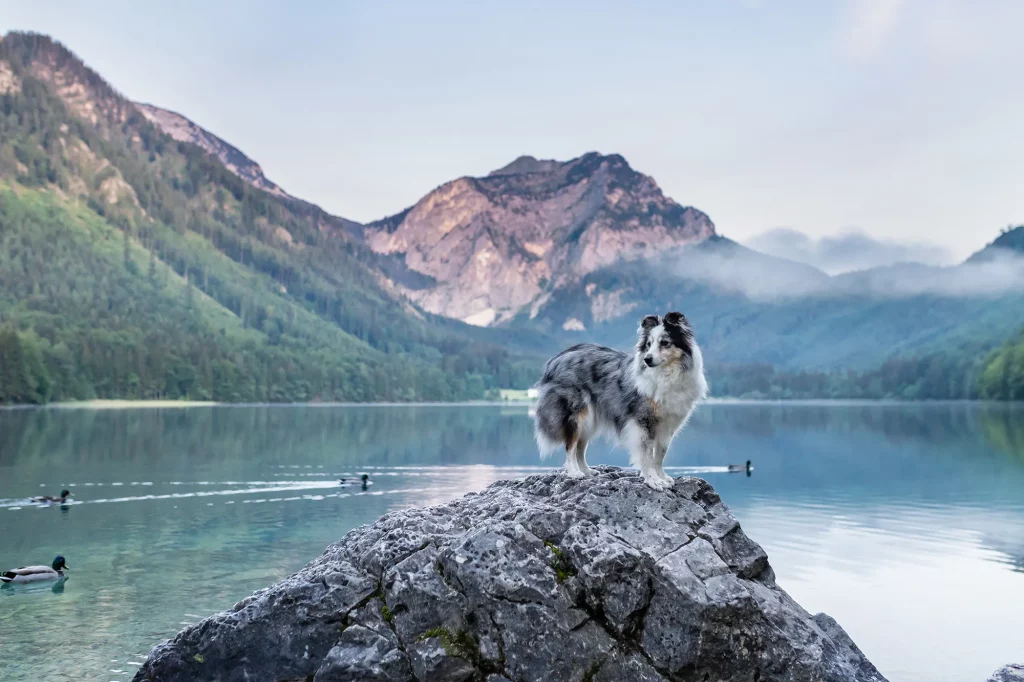 Hundefotografie am Langbathsee, traumhaftes Fotoshooting mit Hund am See