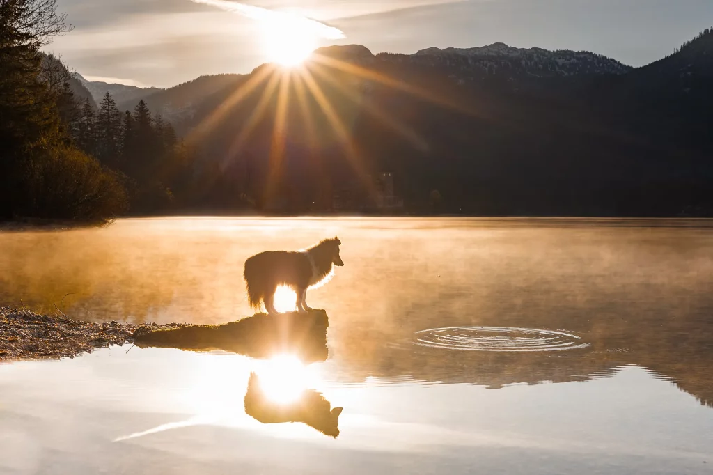 Wunderschönes Sonnenaufgangsfoto von Hund mit Sonnenstrahlen am Wolfgangsee