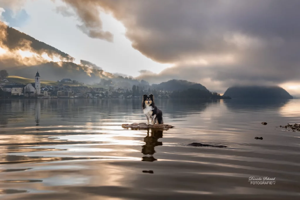 Elegantes Foto von Hund am Wolfgangsee zum Sonnenaufgang, Hundefotografie, Tierfotografie