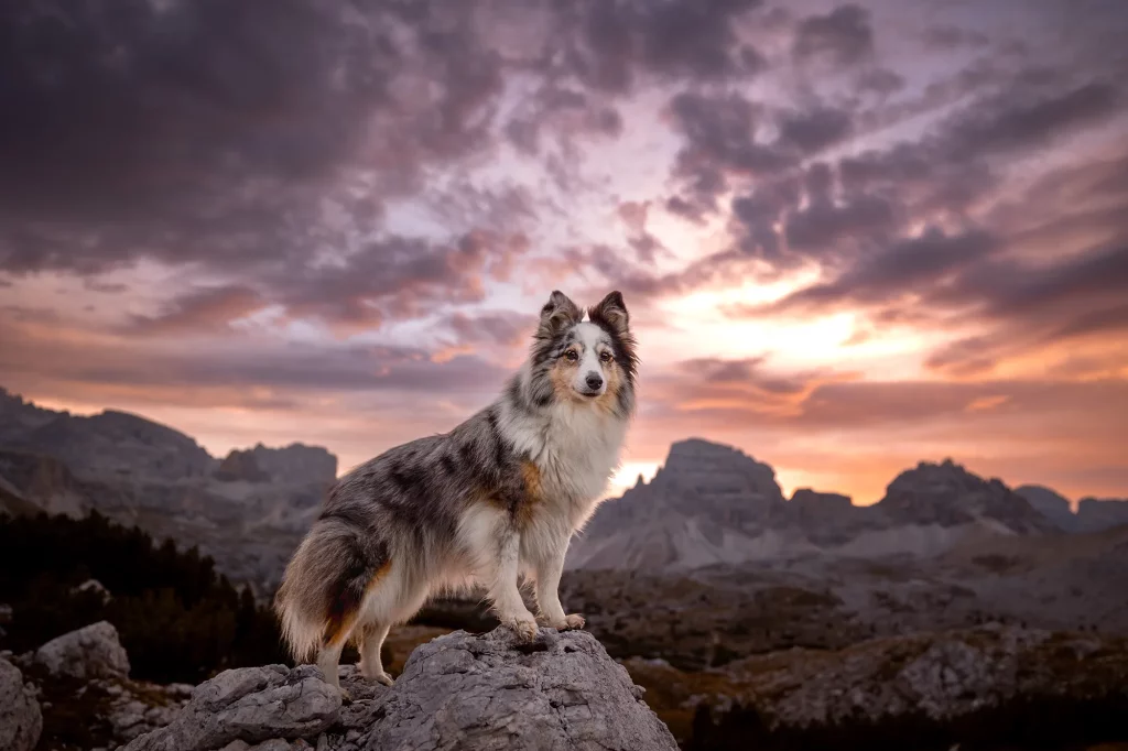 Hundefotografie, Fotoshooting in den Dolomiten, drei Zinnen