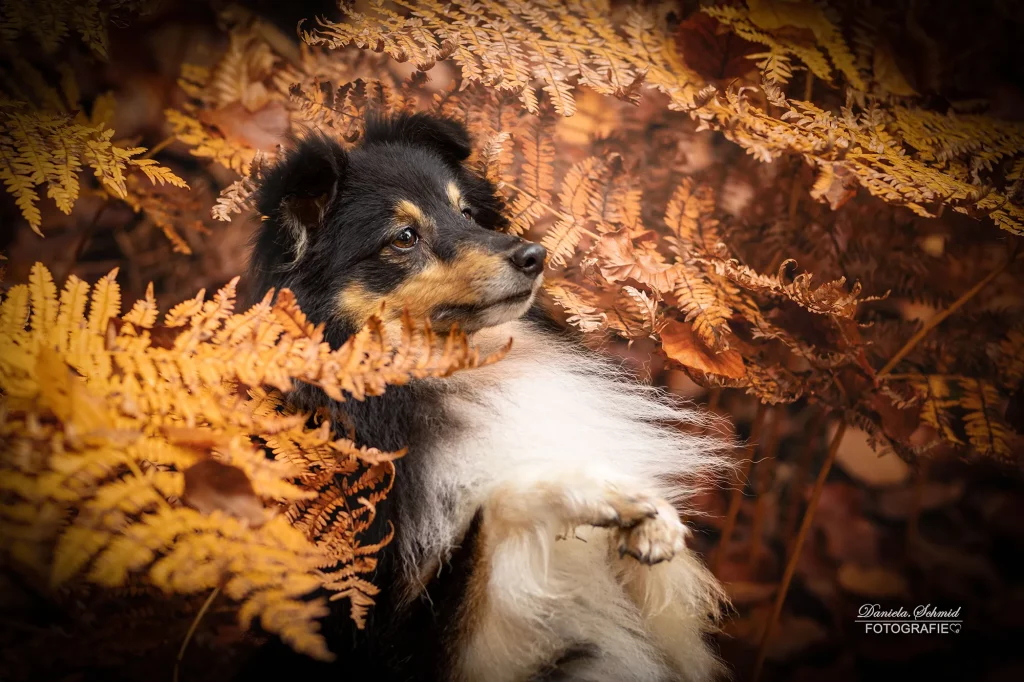 Fotoshooting mit Hund im bunten Herbst, Sheltie Bilder im Herbst, im bayrischen Wald