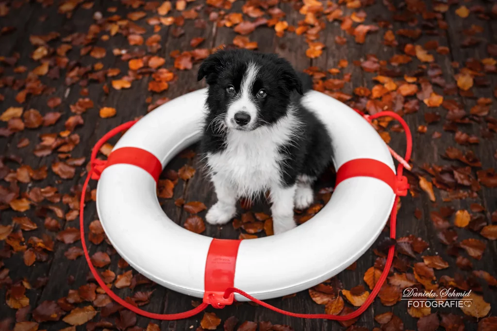 Besonders süßes Welpenfotoshooting im Herbst, Herbstlaub, am Dreiburgensee