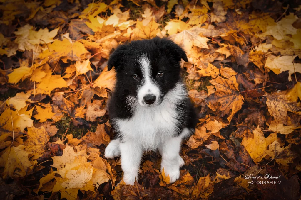 Schönes Fotoshooting mit Hund im Herbst, goldene Blätter, Landkreis Passau, Dreiburgensee