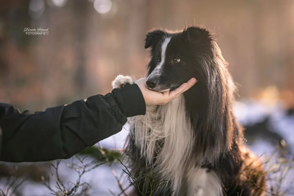 Sehr schönes Bild von Mensch mit Hund, tiefe Verbindung bei Fotoshooting am Dreisessel