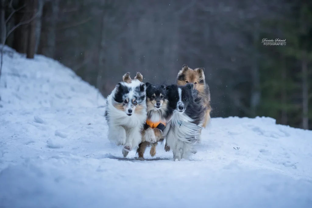 Fotowanderung am Dreisessel. Hunde laufen auf Menschen zu, actionreiches Bild von Daniela Schmid Fotografie