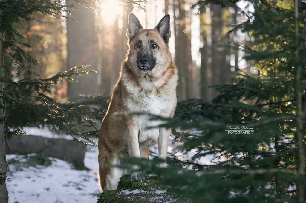 Sehr schönes Bild von Hund bei Fotoshooting im bayrischen Wald im Winter.