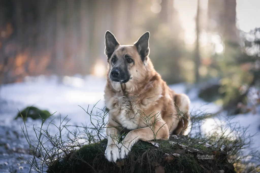 Sehr schönes Bild bei Fotowanderung im Winter zum Dreisessel. Hundefotografie im Landkreis Passau, Freyung Grafenauf