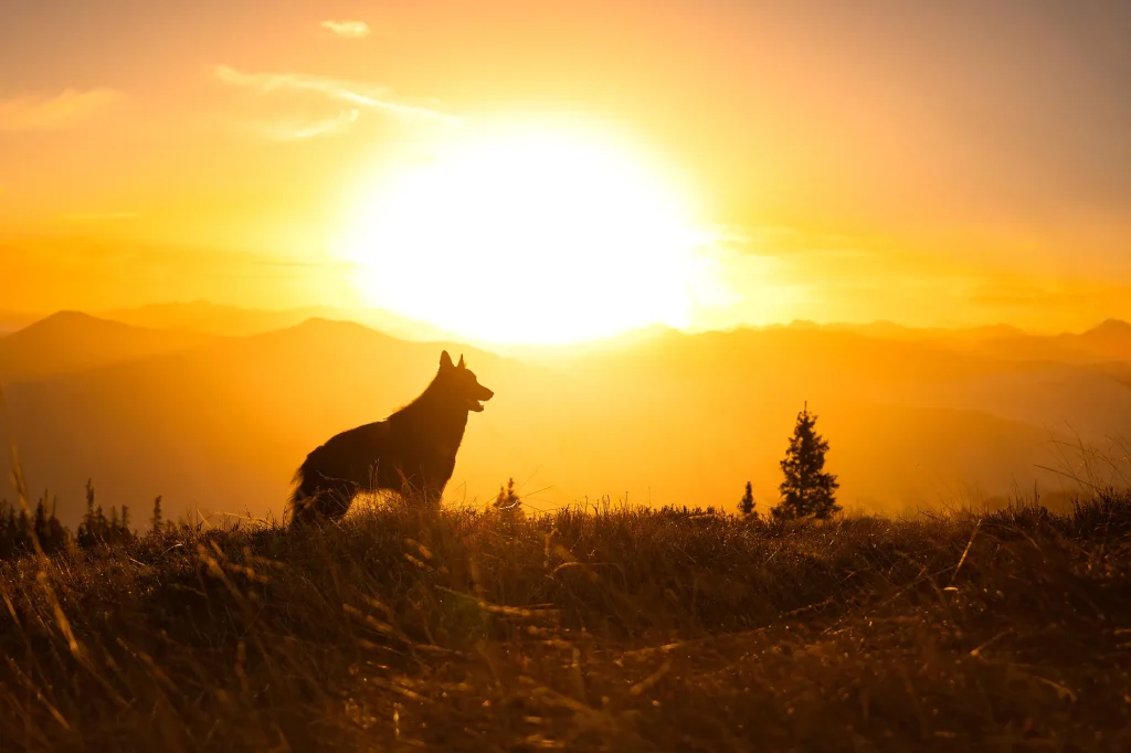 Fotoshooting von Hund zum Sonnenaufgang am Hochkeil, Mühlbach am Hochkönig