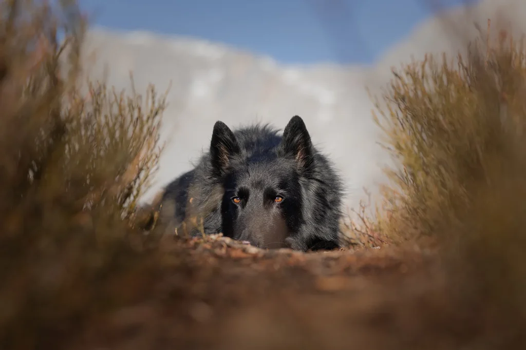 Fotowanderung mit Hund in den Bergen. Wunderschönes Detailbild von Hund