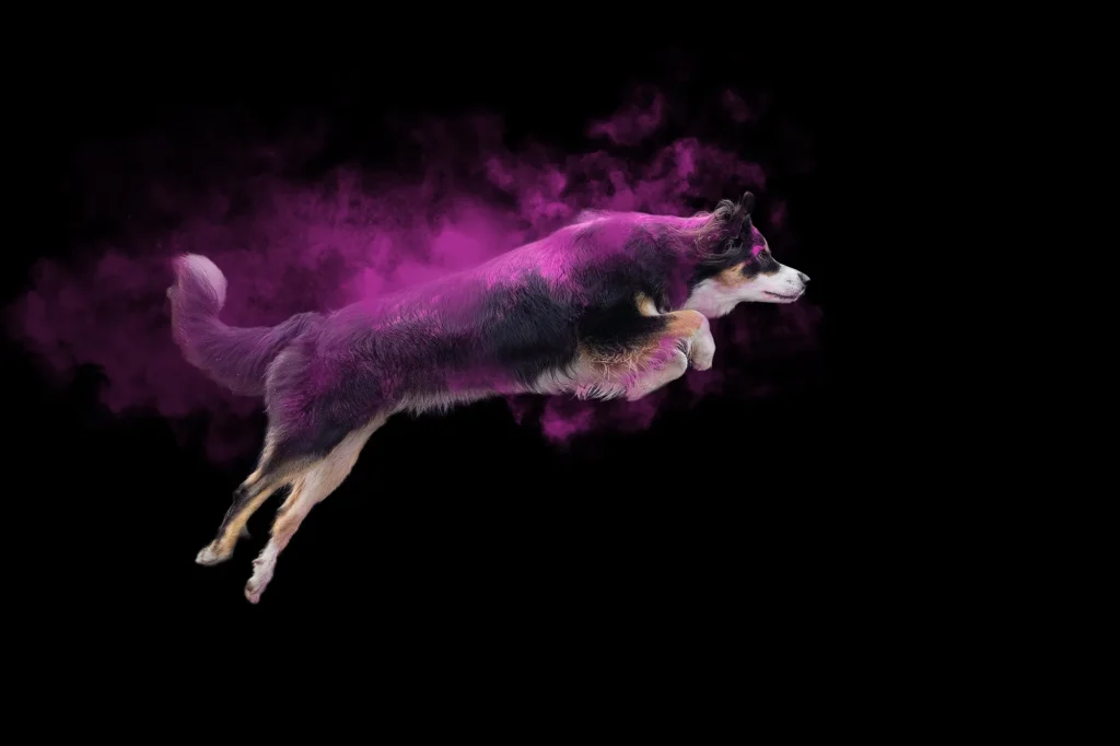 Bunde Hundefotografie mit Holifarben.