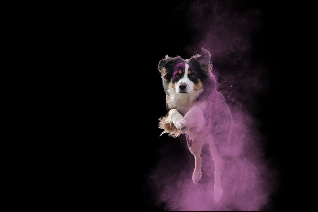 Kreative Hundefotos mit Holifarben.